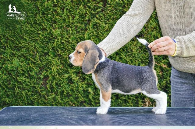 Destined to be Brave Mary Lucky Stars