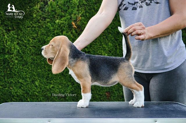 Dazzling Victory Mary Lucky Stars