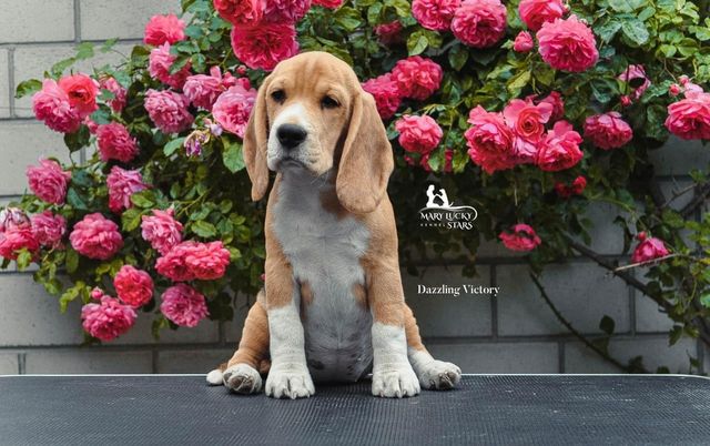 Dazzling Victory Mary Lucky Stars