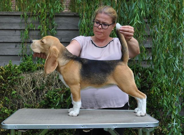 Dazzling Victory Mary Lucky Stars