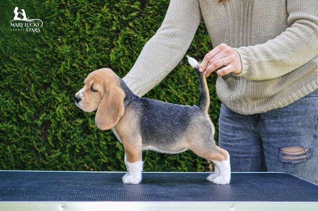 Dazzling Victory Mary Lucky Stars