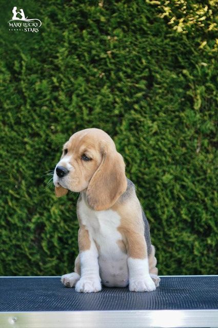 Dazzling Victory Mary Lucky Stars