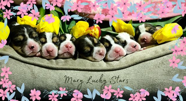 Curtis & Mary's Welpen