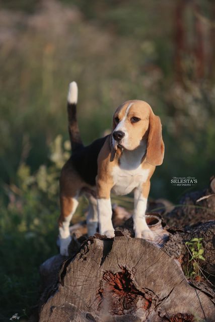 Darling from Ukraine Mary Lucky Stars