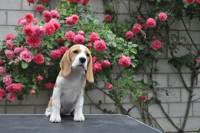 Dream of Glory Mary Lucky Stars