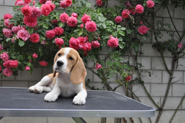 Dream of Glory Mary Lucky Stars