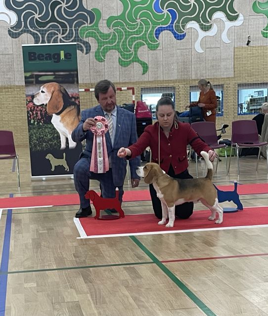 El Patron - European Beagle Club Show-2023 