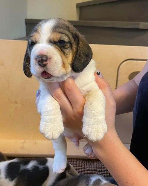 Escobar Pablo Mano Fuga