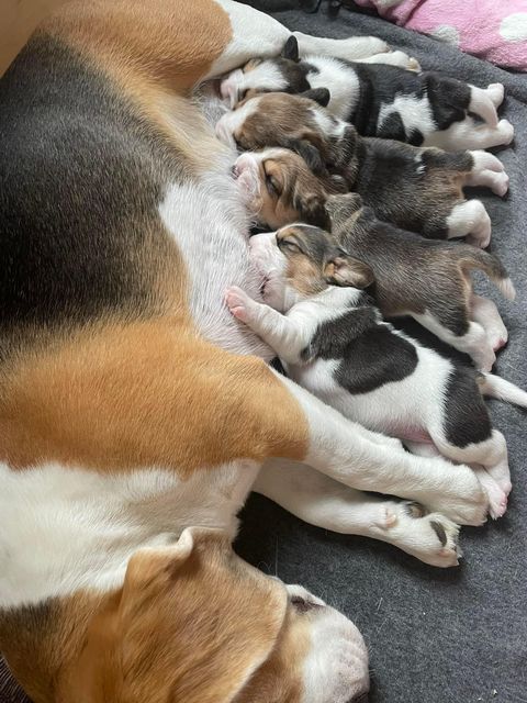 Curtis & Gala's Welpen