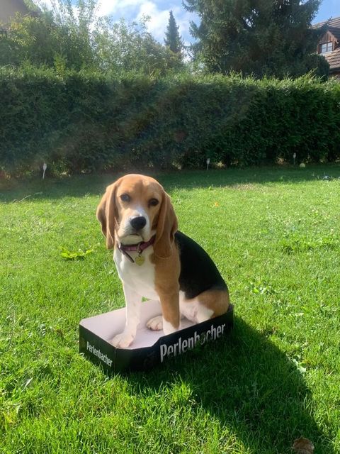 Luna sucht ein neues Zuhause