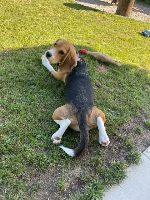 Luna sucht ein neues Zuhause