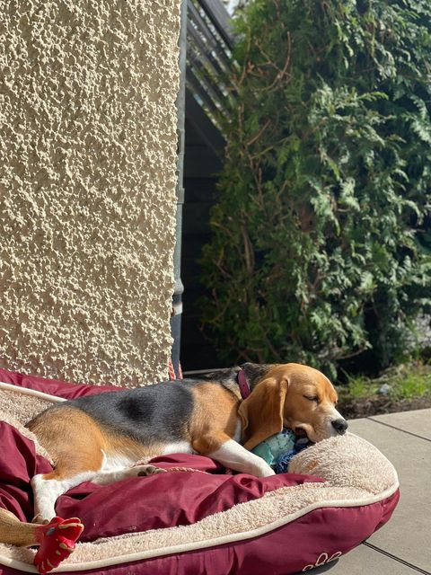 Luna sucht ein neues Zuhause