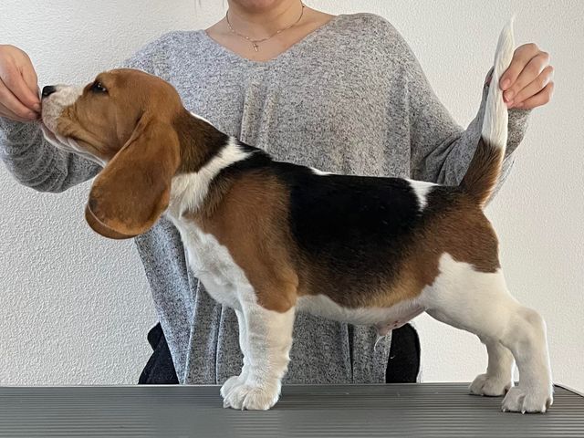 Dapperlee Doctor Dolittle / Mr Blue / 11 Wochen