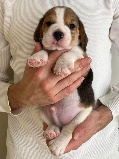 Dapperlee Doctor Dolittle / Mr Blue / 4 Wochen alt