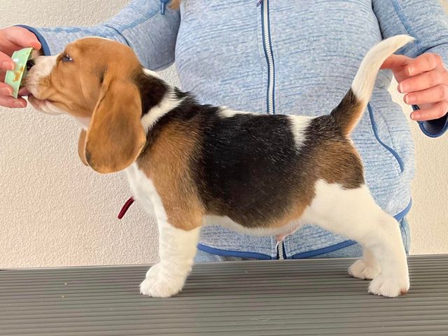 Dapperlee Doctor Dolittle / Mr Blue / 8 Wochen