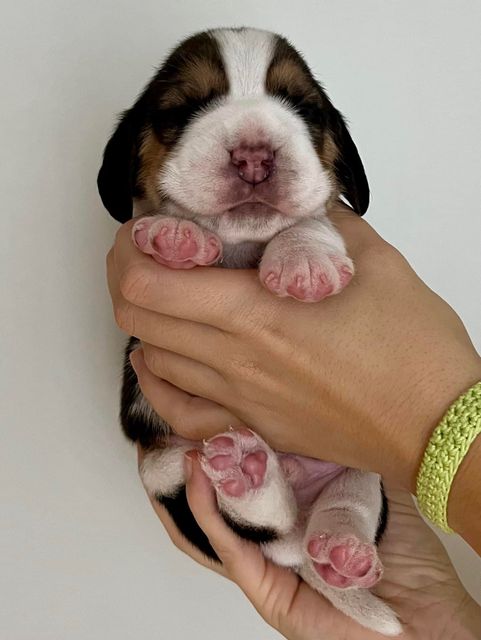 Dapperlee Donald Gets Drafted / Mr Green / 12 Tage alt