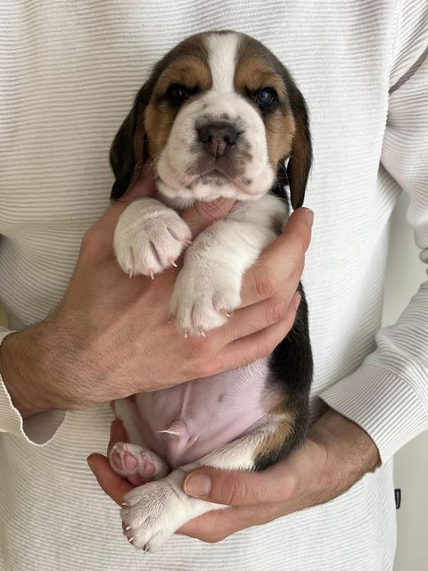 Dapperlee Donald Gets Drafted / Mr Green / 4 Wochen alt