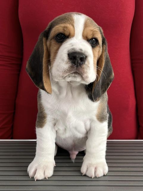 Dapperlee Donald Gets Drafted / Mr Green / 7 Wochen alt