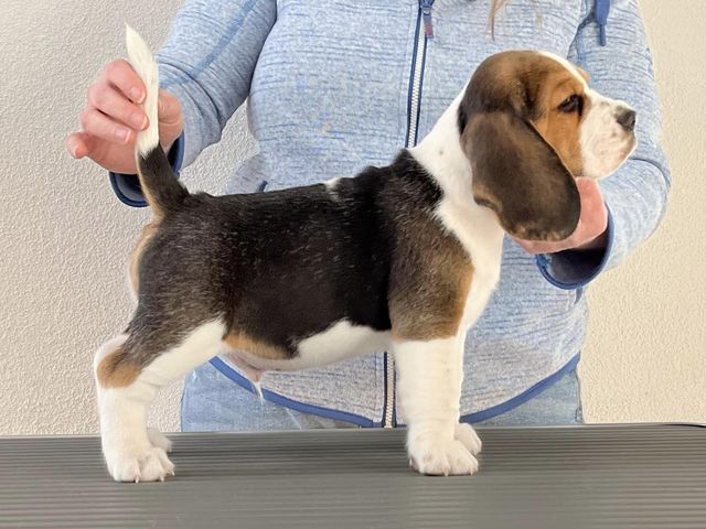 Dapperlee Donald Gets Drafted / Mr Green / 8 Wochen alt