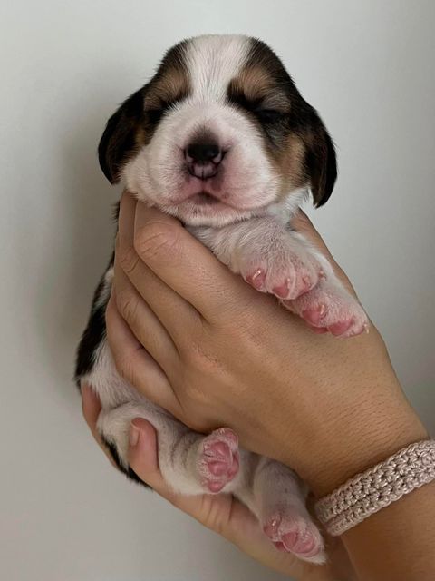 Dapperlee Dylan Dog / Mr Sand / 12 Tage alt