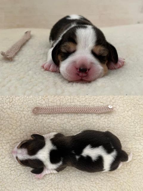 Dapperlee Dylan Dog / Mr Sand / 5 Tage alt