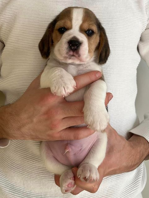 Dapperlee Dylan Dog / Mr Sand / 4 wochen alt