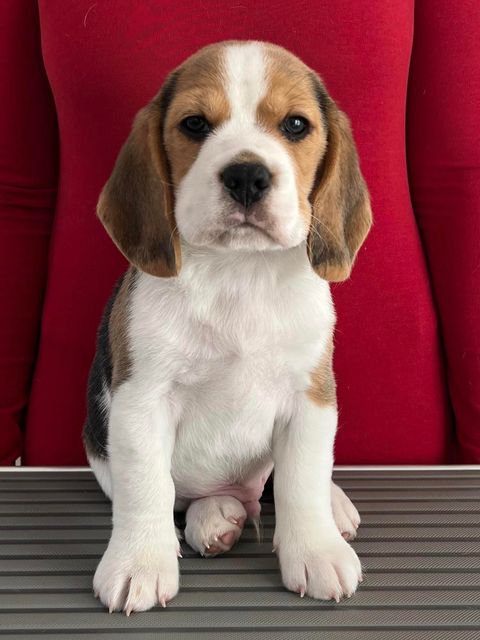 Dapperlee Dylan Dog / Mr Sand / 7 Wochen alt