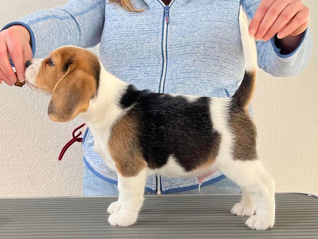 Dapperlee Dylan Dog / Mr Sand / 8 Wochen alt