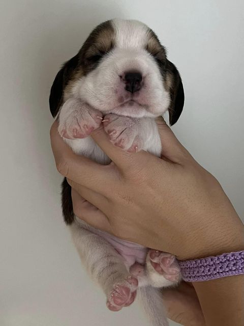 Dapperlee Driving Miss Daisy / Miss Purple / 12 Tage alt