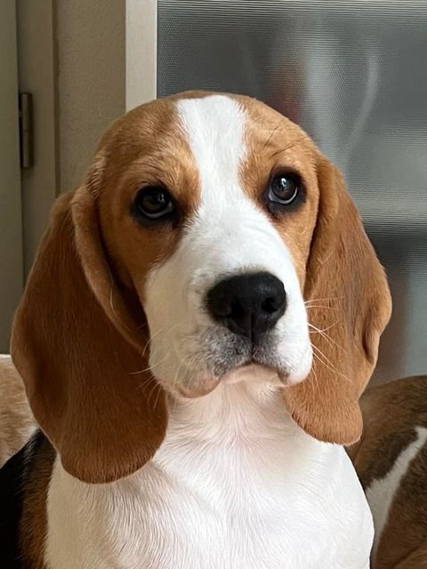 Dapperlee Driving Miss Daisy / Miss Purple / 4,5 Monate