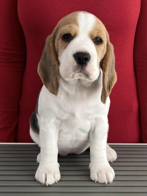 Dapperlee Driving Miss Daisy / Miss Purple / 7 Wochen alt