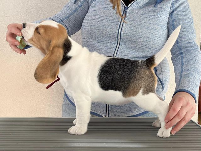 Dapperlee Driving Miss Daisy / Miss Purple / 8 Wochen alt