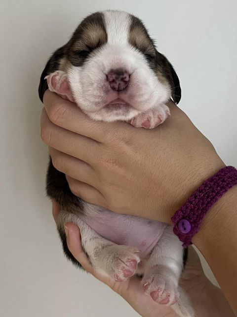 Dapperlee Drop Dead Diva / Miss Red / 12 Tage alt