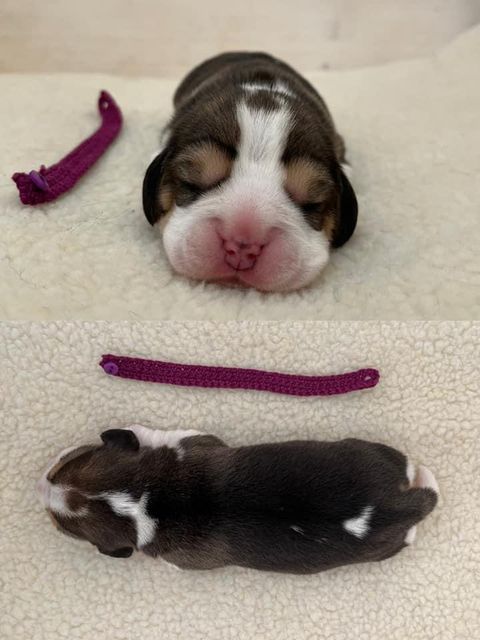 Dapperlee Drop Dead Diva / Miss Red / 5 Tage alt