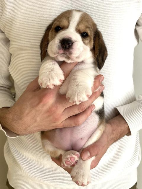 Dapperlee Drop Dead Diva / Miss Red / 4 Wochen alt