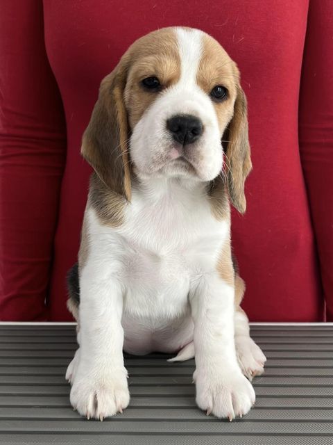 Dapperlee Drop Dead Diva / Miss Red / 7 Wochen alt