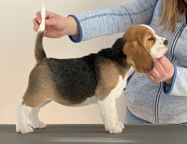 Dapperlee Drop Dead Diva / Miss Red / 8 Wochen alt