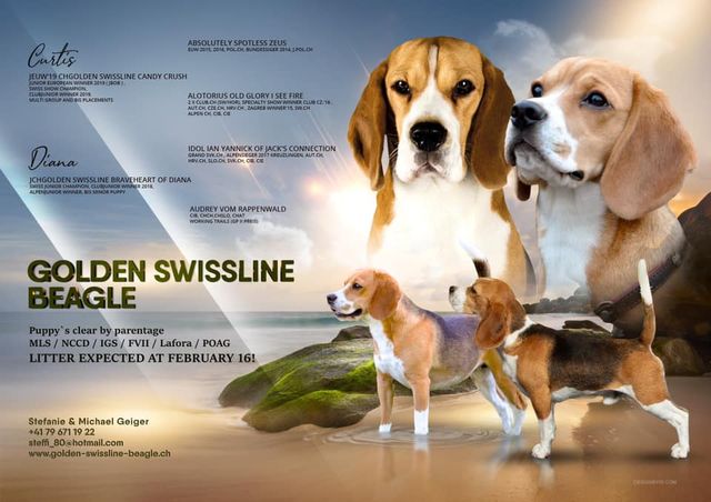 Golden Swissline Candy Crush & Charming Candy from Styrian Cottage