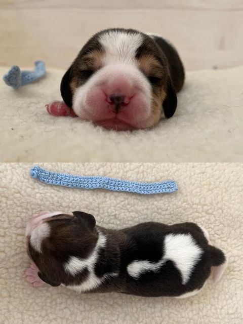 Golden Swissline Eternity is not Enough