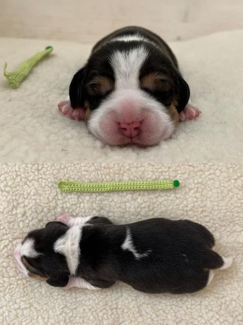 Golden Swissline Eternity is not Enough