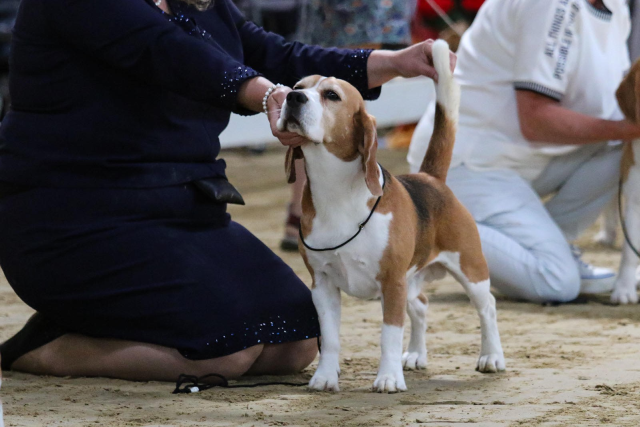 Curtis auf der CACIB Split