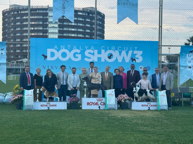 Curtis auf der Antalya Circuit Dog Show 2024