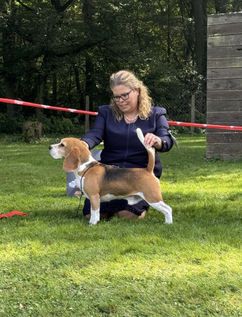 Curtis auf der Swiss Dogshow in Aarau 2024