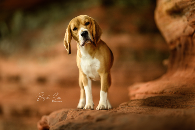 Vicky auf der Swiss Dogshow in Aarau 2024