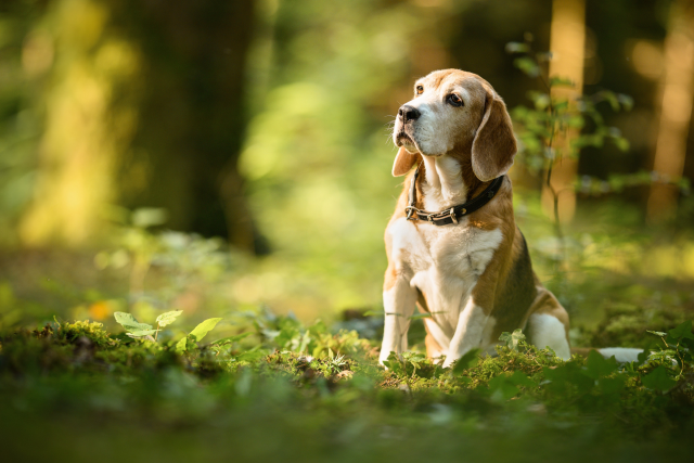 Fonteposcas American Pie - Nora