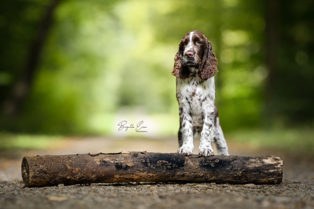 Sieger`s Dark `n` Stormy aka FLASH