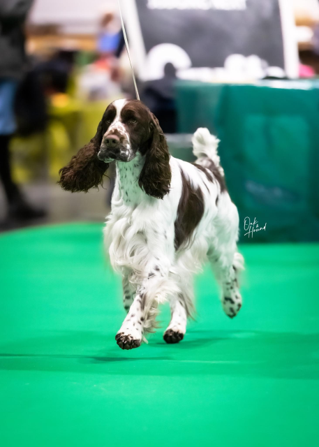 SEU(u)CH DKUCH DKJW-21 EUJW-22 Visänga Off the leash