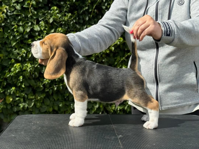 Ice Breaker - 7 Wochen