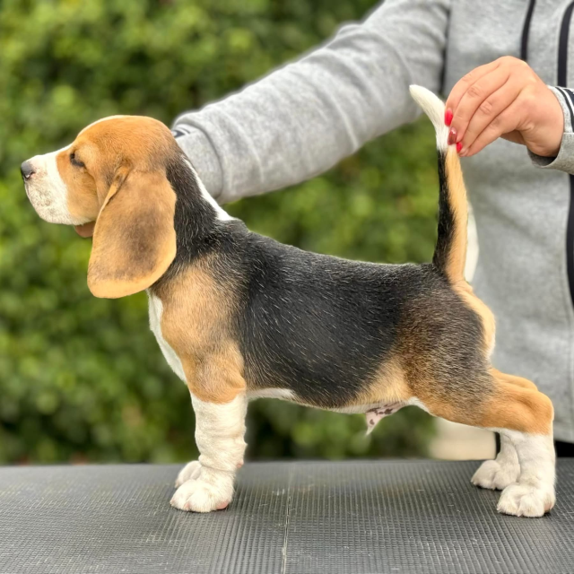 Ice Breaker - 9,5 Wochen