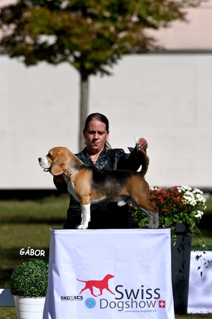 Ice Breaker - BEST IN GROUP AT CACIB SHOW LUZERN 2025